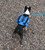 Small dog vest for carrying medications
