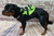 Clip-On Service Dog Bag with Side D-Ring