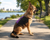 Custom Logo/Text  Service Dog Vest - Hybrid Mesh Vest
