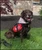 Personalized working dog vest with adjustable straps