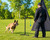 Dog training equipment with adjustable reward height