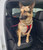 Service Dog Seat Belt Connector