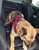 Service Dog Seat Belt Connector