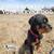 Red service dog ID tag