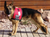 Adjustable Service Dog cape vest