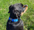 Personalized ID Adjustable nylon dog collar with engraved ID tag