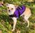 Assistance Dog Small Vest