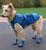 Cold Weather Service Dog Coat