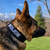Customizable dog collar with 12 embroidered patch choices