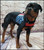 Personalized Service Dog Chest Strap Cover