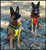 Search & Rescue Reflective Padded Tracking Harness