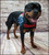 American Flag Service Dog vest with welded D-rings