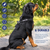 Adjustable Service Dog strap harness