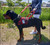 Service Dog vest with rear bridge handle attachment rings