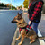 ActiveDogs complete Service Dog starter package