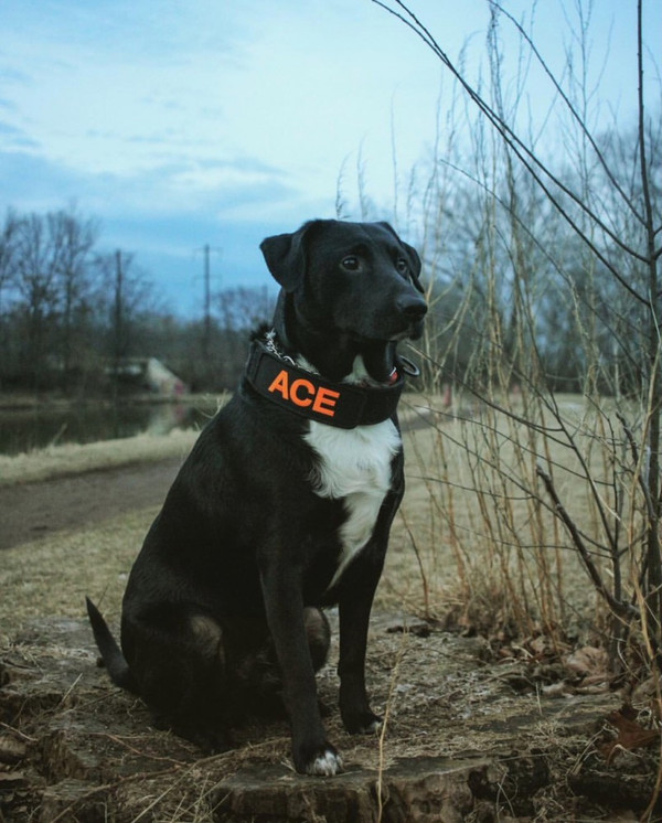 Custom ID Patch Service Dog, S & R, Police K9 Collar