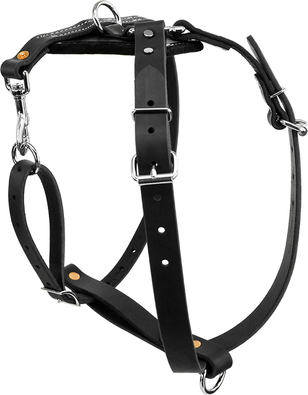 Deer Dog: Tracking Leads And Leashes - North American Whitetail