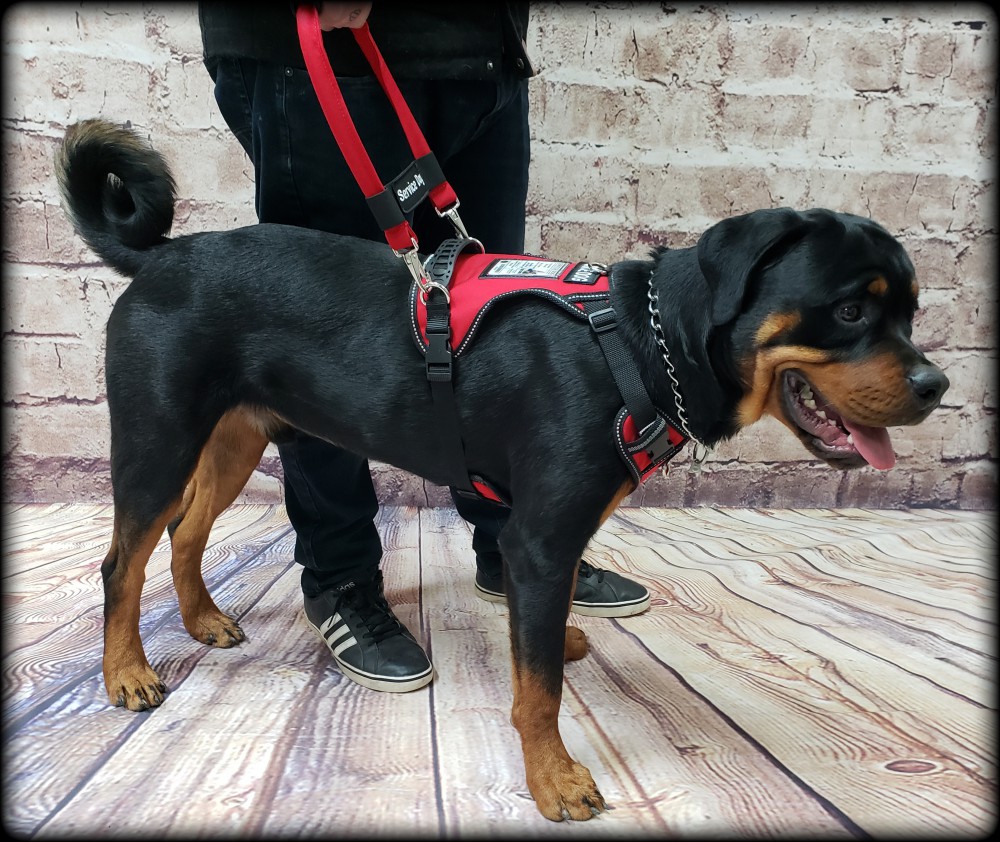 service dog no pull harness