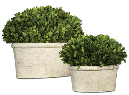 Uttermost - 60107 - Preserved Boxwood Set/2 - Preserved Boxwood - Stone