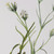 Botanical Flowers Framed Prints, S/9 (32339)