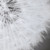 Dandelion Seedhead Framed Print (33711)