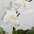 Transcend Centerpiece (60207)