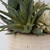 Seaside Succulents Succulents, Set/2 (60208)