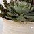 Mesa Succulent Succulent Accent (60209)