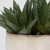 Doha Succulent Accent (60213)