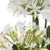 Purity Agapanthus Centerpiece (60221)