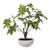 Pachira Money Tree (60225)