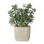 Crassula Jade Accent Plant (60226)