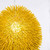 Urchin One Light Pendant (169P01YE)