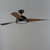 Cupola 52" Ceiling Fan (88801OI)