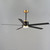 Daisy 60" Ceiling Fan (88826BKGLD)