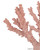 Coral Coral (1200-1083)