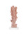 Coral Coral (1200-1083)