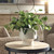 Essence Eucalyptus Vase (60257)
