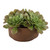 Uttermost - 60267 - Accent In Pot - Sable Succulent - Natural Terracotta