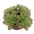 Sable Succulent Accent In Pot (60267)