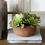 Sable Succulent Accent In Pot (60267)