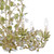 Josie Six Light Chandelier (4846-CT)