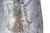 Eden One Light Pendant (IPL2155B01BK)