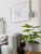 Jack One Light Pendant (IPL729B01BK6-GY)