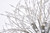 Solace 12 Light Pendant (3507D24C)