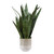 Sansera Snake Accent Plant (60271)