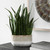 Uttermost - 60271 - Accent Plant - Sansera Snake - Beige And Tan