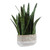 Sansera Snake Accent Plant (60271)