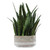 Sansera Snake Accent Plant (60271)