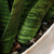 Sansera Snake Accent Plant (60271)